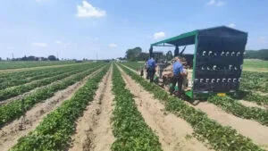 Accident mortal în Italia! Româncă strivită de tractor pe plantație de căpșuni