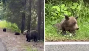 Turist filmat lângă urs pe Transfăgărășan, la o zi după incidentul fatal cu un italian