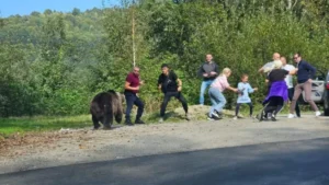 Turiști români întâlniți de urs în Canionul Valea lui Stan: sfaturi Salvamont pentru siguranță