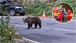 Cioban rănit după ce a fost atacat de urs la stâna Preotesele, în Argeș, în contextul tragediei motociclistului ucis pe Transfăgărășan