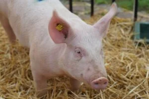 Nu mai mâncați carne de porc dacă nu faceți asta! Greșeala banală care te poate costa viața. Ce se ascunde în ea