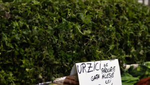 Prețuri ireale în piețe! Cât a ajuns să coste un kilogram de urzici: Românii au înghețat când au văzut tarabele
