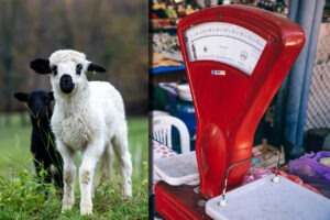Adio, miel de Paște? Prețul uriaș care îi sperie pe români: Cât a ajuns să coste un kilogram de carne în piețe!