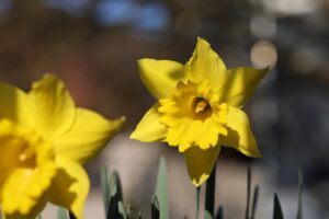 Secretul pentru narcise superbe în grădină! Ce trebuie să le faci imediat după ce s-au ofilit ca să reziste mult mai mult