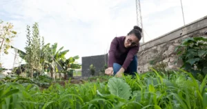 Trucul bunicilor pentru leușteanul invadat de furnici! Ce să pui pe plantă ca să nu se mai ofilească niciodată