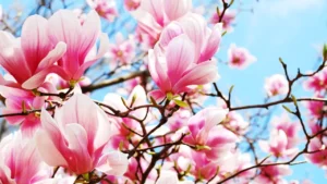 Cât a ajuns să coste ”floarea Instagramului”! Prețul uriaș pentru magnolia care rămâne verde tot anul