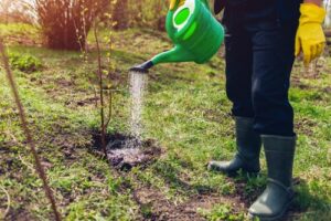 Secretul pentru o recoltă uriașă de fructe! Ce trebuie să facă toți românii în livadă până la sfârșitul lunii martie