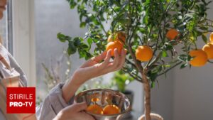 Secretul pentru a avea portocale chiar la tine în balcon! Ce trebuie să faci ca să rodească rapid în ghiveci