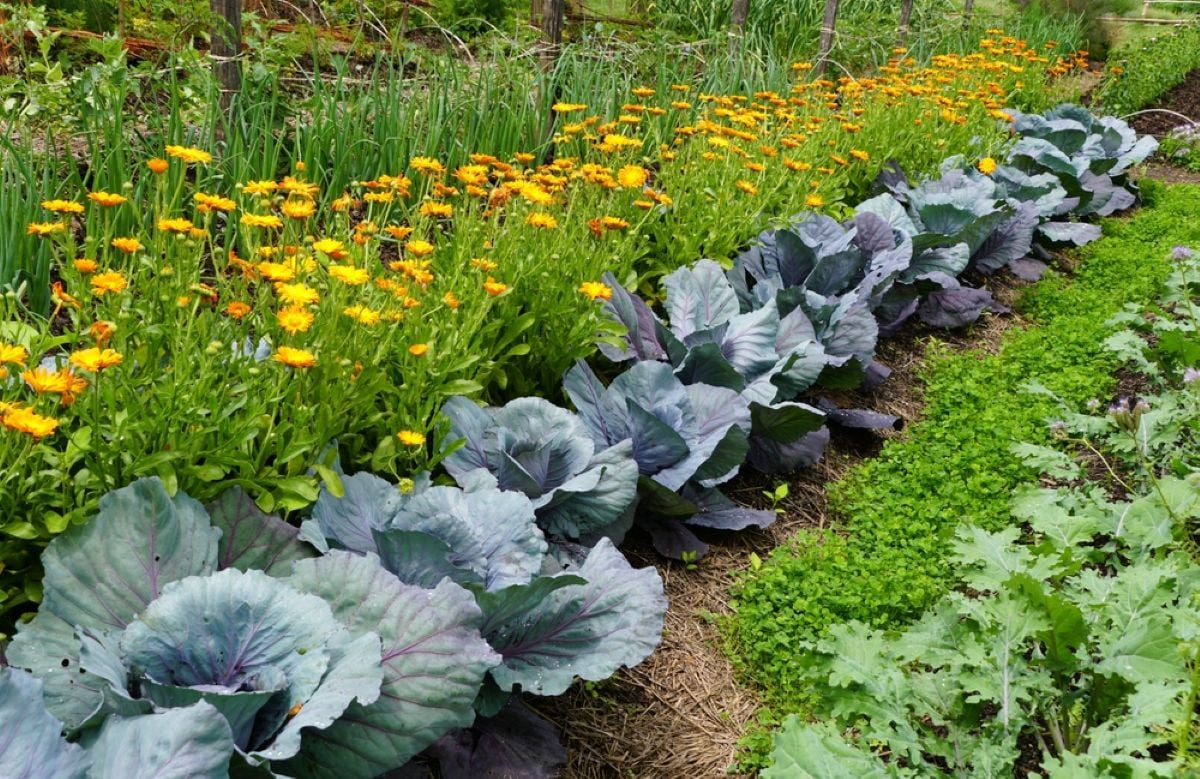 Florile care pot proteja legumele din grădină. Ce specii ajută la ținerea la distanță a dăunătorilor