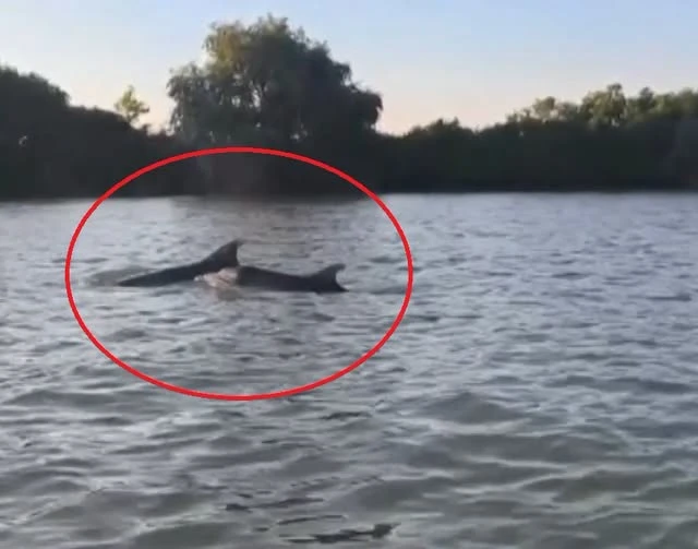 O familie de delfini a fost filmată în Delta Dunării. Mamiferele marine au ajuns pe canale în căutare de hrană