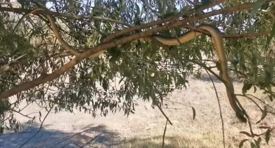 Panică la grătar în Argeș. Un șarpe uriaș a fost filmat: „Incredibil de mare