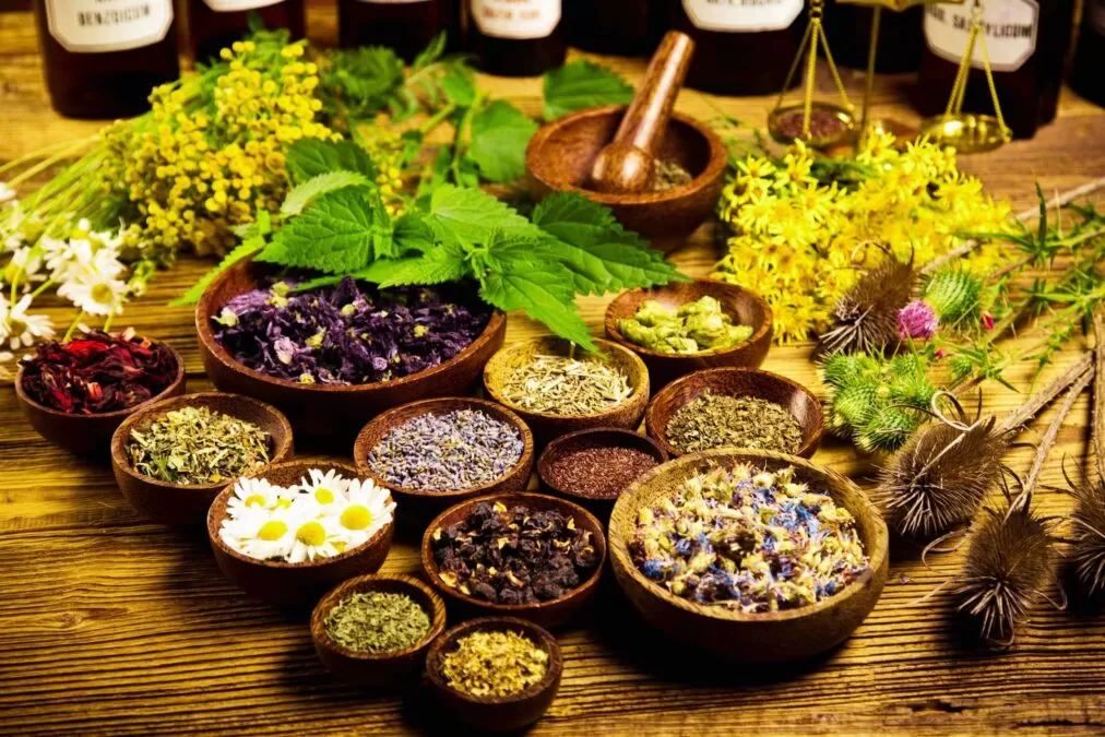 Plantele medicinale care se culeg în august și beneficiile lor. Cum trebuie să le usuci corect acasă