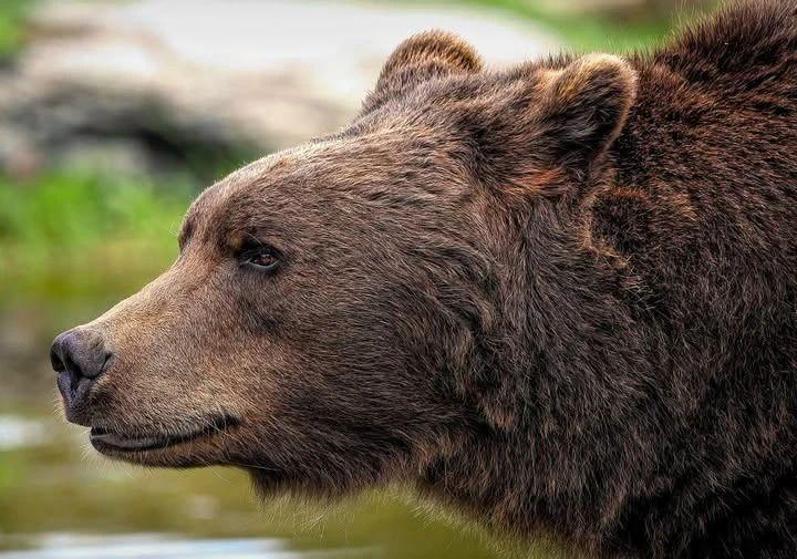 ALERTĂ în ARGEȘ! Turistă germană, MUȘCATĂ de urs la Arefu! Femeia a ajuns la SPITAL